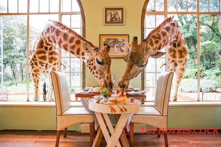 best all inclusive family resorts in the world giraffe manor nairobi kenya