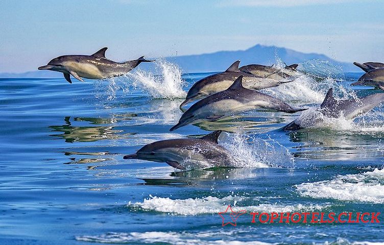 Delfines en la bahía de Monterey